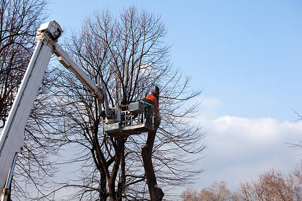 Best Tree Trimming and Pruning  in Yorklyn, PA